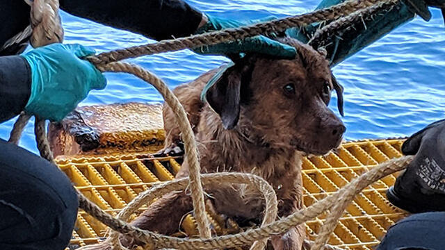 Собаку вытащили из моря, накормили и напоили