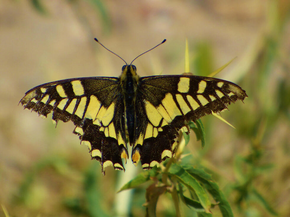 Бабочка в Тель-Эрани. Фото: Ицхак Коэн (צילום: יצחק כהן) Бабочка в Тель-Эрани. Фото: Ицхак Коэн