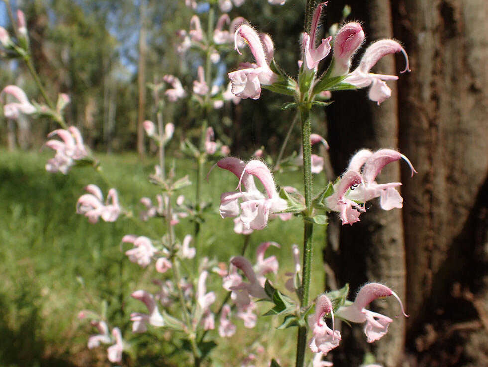 Шалфей Эйга в Кирьят-Гате. Фото: Амит Мендельсон (צילום: עמית מנדלסון) Шалфей Эйга в Кирьят-Гате. Фото: Амит Мендельсон