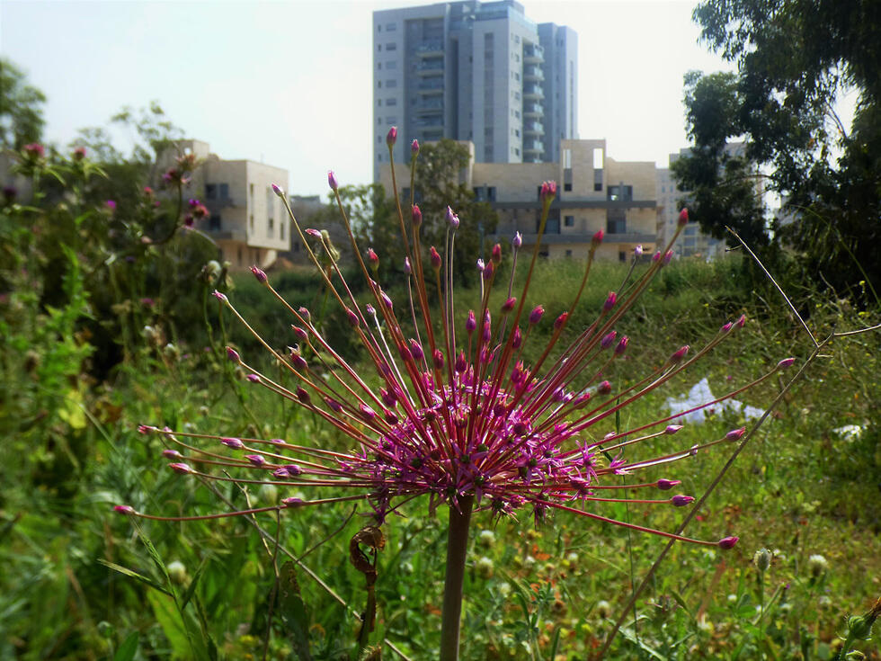 Лук Шуберта цветет в Кирьят-Гате. Фото: Ицхак Коэн (צילום: יצחק כהן) Лук Шуберта цветет в Кирьят-Гате. Фото: Ицхак Коэн