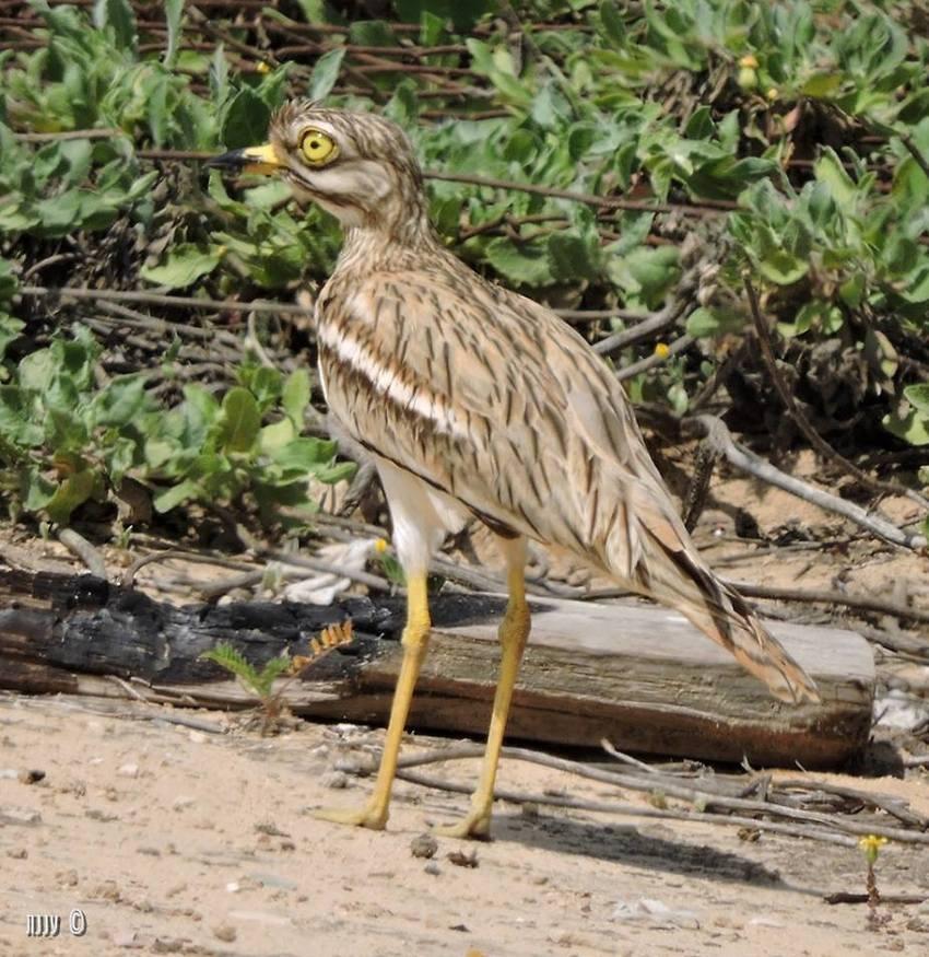 צילום: יעל אורגד