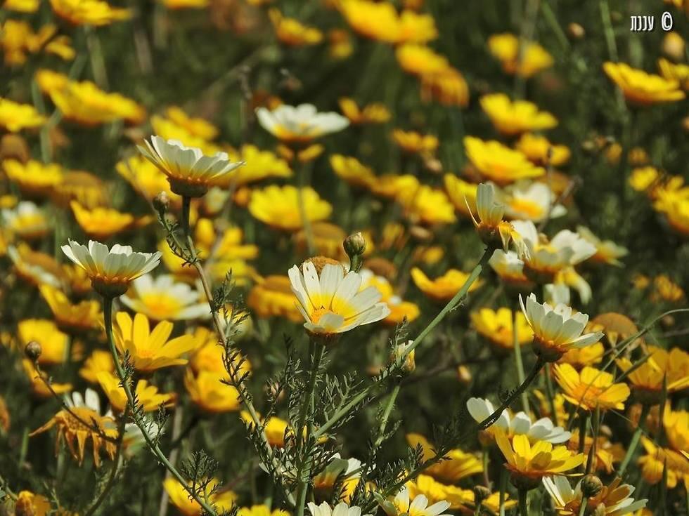 Цветение в Тель-Михаль. Фото: Яэль Оргад (צילום: יעל אורגד) Цветение в Тель-Михаль. Фото: Яэль Оргад