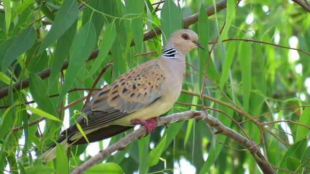 Дикая птица в парке Герцлии. Фото: Авнер Ринот (צילום: אבנר רינות) Дикая птица в парке Герцлии. Фото: Авнер Ринот