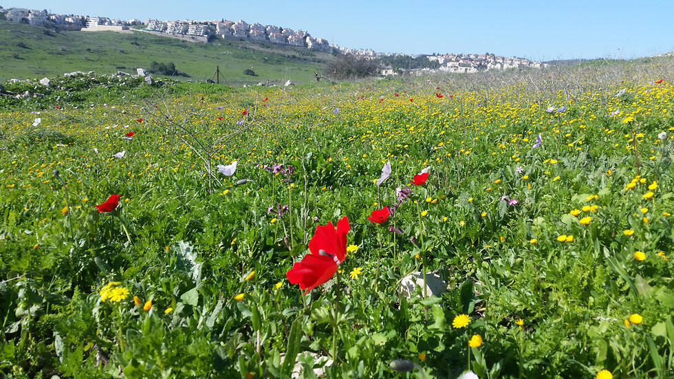 Анемоны в районе Рамат ха-Шнайм. Фото: отдел изучения городской природы в Обществе защиты природы (צילום: יחידת סקרי טבע עירוניים, החברה להגנת הטבע) Анемоны в районе Рамат ха-Шнайм. Фото: отдел изучения городской природы в Обществе защиты природы