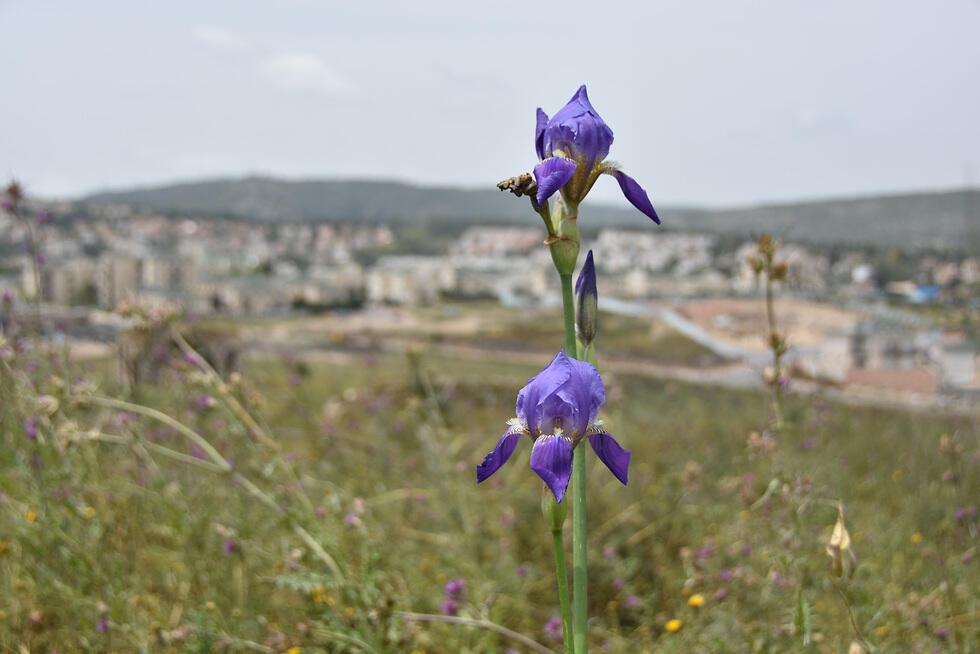 Ирисы в районе Ханут-Кира. Фото: отдел изучения городской природы в Обществе охраны природы (צילום: יחידת סקרי טבע עירוניים, החברה להגנת הטבע) Ирисы в районе Ханут-Кира. Фото: отдел изучения городской природы в Обществе охраны природы