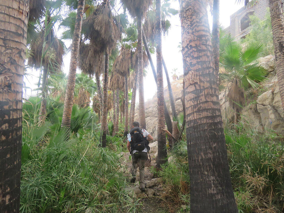 Рощица около источников Ракат. Фото: Общество охраны природы (צילום: יחידת סקרי טבע עירוניים, החברה להגנת הטבע) Рощица около источников Ракат. Фото: Общество охраны природы