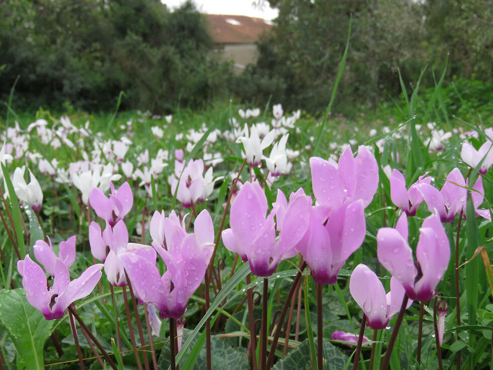 Цветущая поляна в роще Ланге. Фото: отдел изучения городской природы в Обществе защиты природы (צילום: יחידת סקרי טבע עירוניים, החברה להגנת הטבע) Цветущая поляна в роще Ланге. Фото: отдел изучения городской природы в Обществе защиты природы
