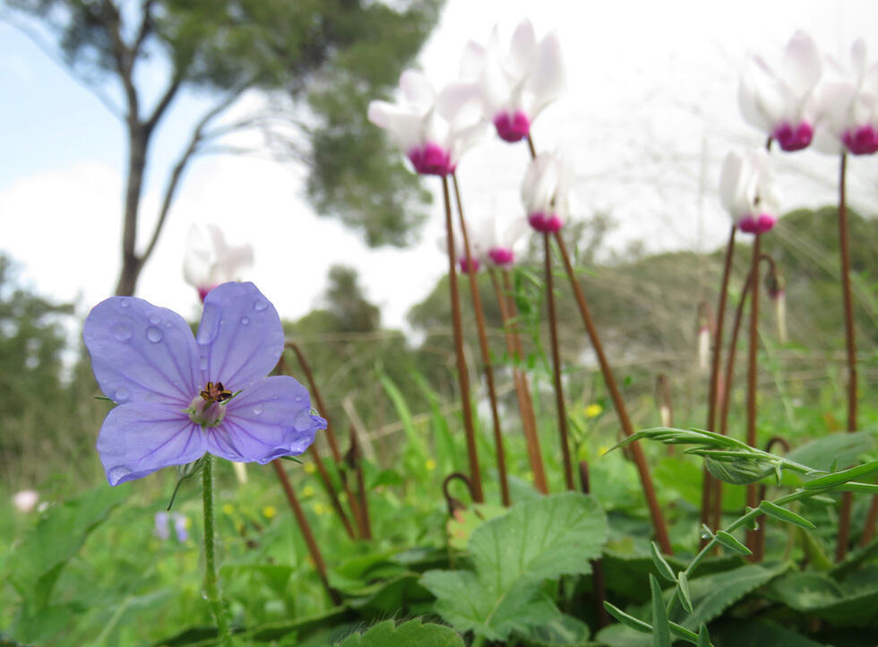 Цветы в роще Ланге. Фото: Общество защиты природы (צילום: יחידת סקרי טבע עירוניים, החברה להגנת הטבע) Цветы в роще Ланге. Фото: Общество защиты природы