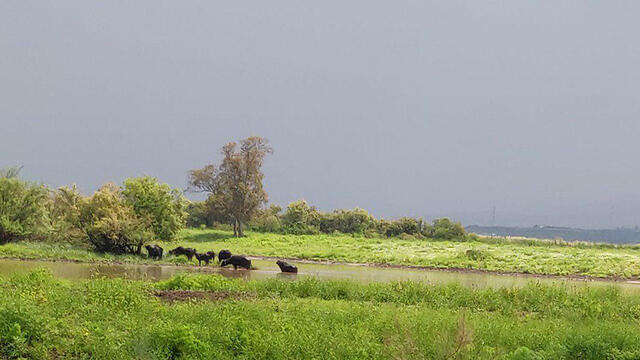 Эйн-Афек. Фото: пресс-служба Управления национальных парков