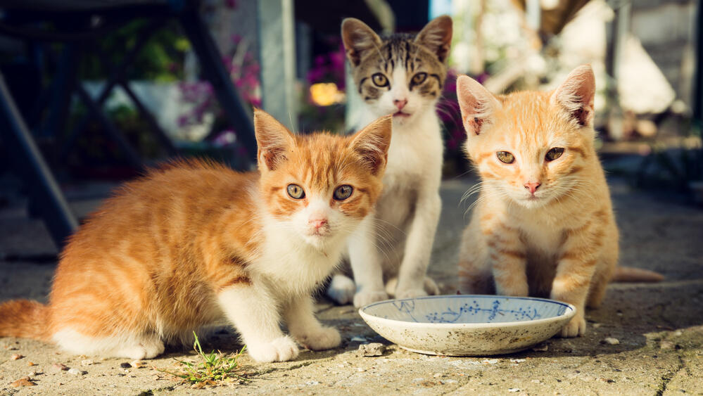 Уличные кошки  
