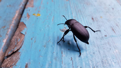 Фото: shutterstock