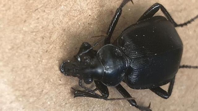 Жужелица. Фото: доктор Ури Шалом, минэкологии