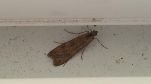 Ночная бабочка - частая гостья домов в Бат-Яме. Фото: личный альбом (Фото: личный альбом) Ночная бабочка - частая гостья домов в Бат-Яме. Фото: личный альбом