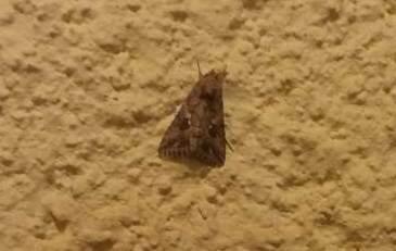 Ночная бабочка в подъезде многоэтажного дома. Фото: Анастасия Тадсон (Фото: Анастасия Тадсон) Ночная бабочка в подъезде многоэтажного дома. Фото: Анастасия Тадсон