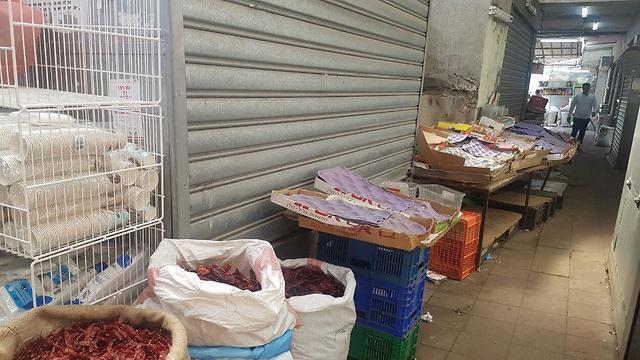 צילום: אמיר אלון