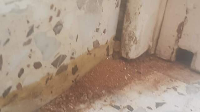 Термиты в съемной квартире. Фото: Билли Френкель