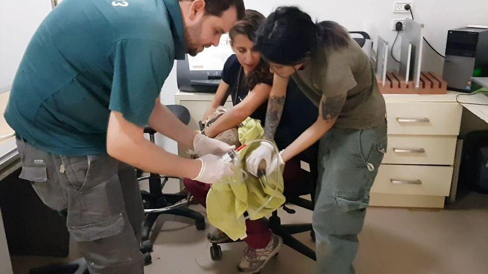 Орел в клинике. Фото: Барак Спектор и Рони Элиас