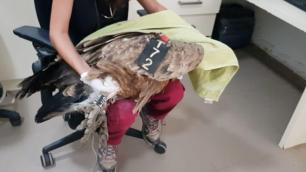 Орел в клинике. Фото: Барак Спектор и Рони Элиас