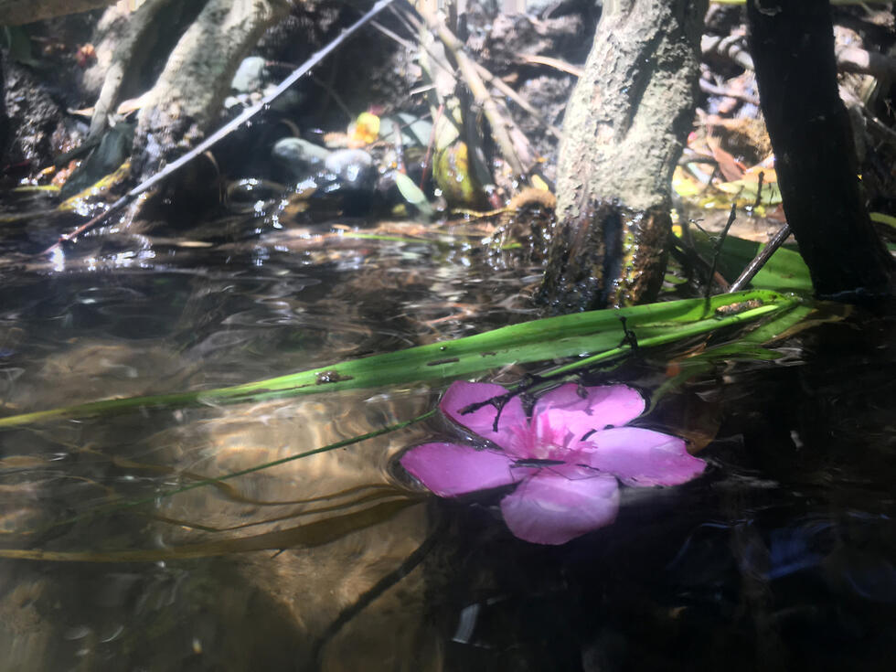 Водный олеандр ("хардуф ха-нахалим") в заповеднике Маджрасе. Фото: Гилад Кармели