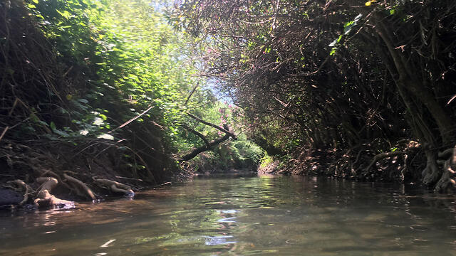 В заповеднике Маджрасе. Фото: Гилад Кармели
