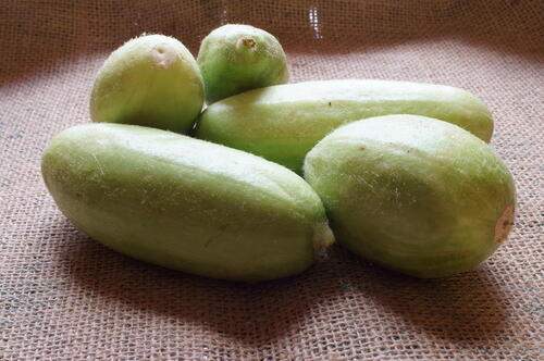 Факус (арабский огурец). Фото: shutterstock (Факус (арабский огурец). Фото: shutterstock) Факус (арабский огурец). Фото: shutterstock