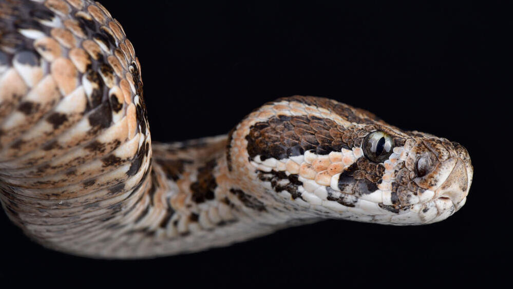 First and most important step is to maintain constant visual contact with the snake 