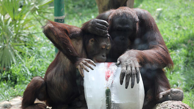 Apes at a Jerusalem zoo cooling off