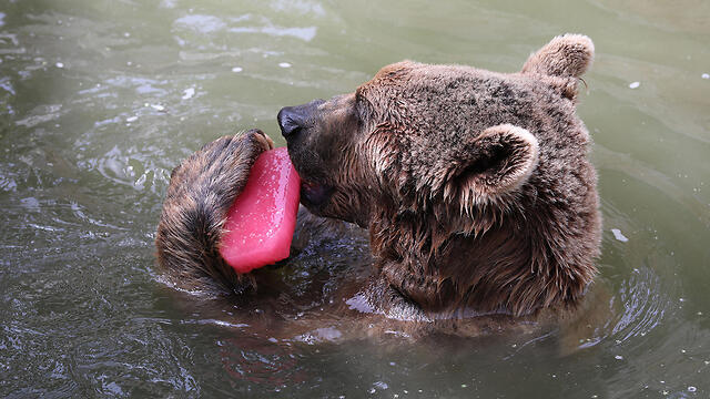 Bear enjoys an ice lolly at a Jerusalem zoo