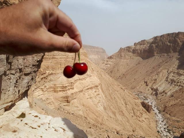  Сады Ятира находятся на высоте 800 м над уровнем моря, что идеально для черешни. Фото: Нахшон Афик