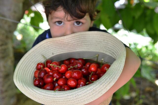 Черешня Ятира сладкая и сочная. Фото: Шахар Коэн