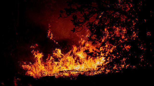 Near Kibbutz Harel (צילום: אוהד צויגנברג ) Near Kibbutz Harel