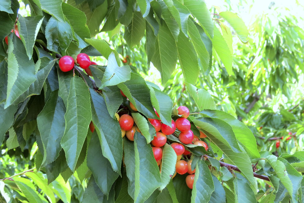 Фото :Ади Перец 