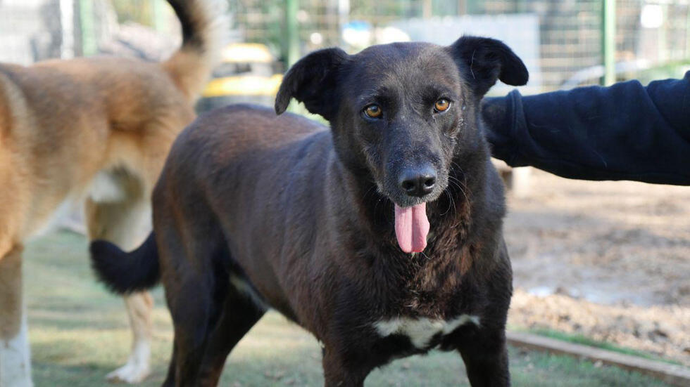 Альфи. Фото: "Тну ле-хайот лихъот" (Фото: тну ле-хайот лихьот) Альфи. Фото: "Тну ле-хайот лихъот"