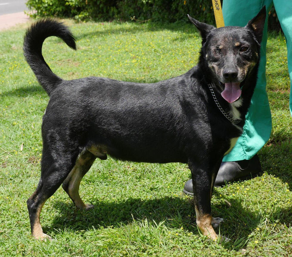 Шоваль. Фото: "Тну ле-хайот лихъот" (Фото: тну ле-хайот лихьот) Шоваль. Фото: "Тну ле-хайот лихъот"