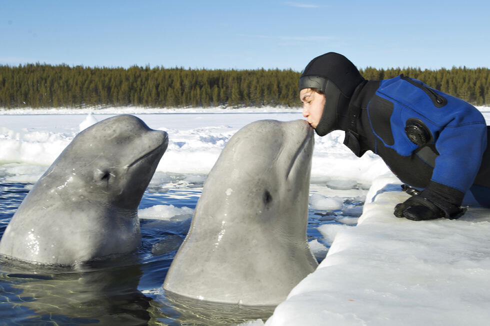 Дафна Бен Нун с белуxами в Росcии. Фото: Дафна Бен-Нун