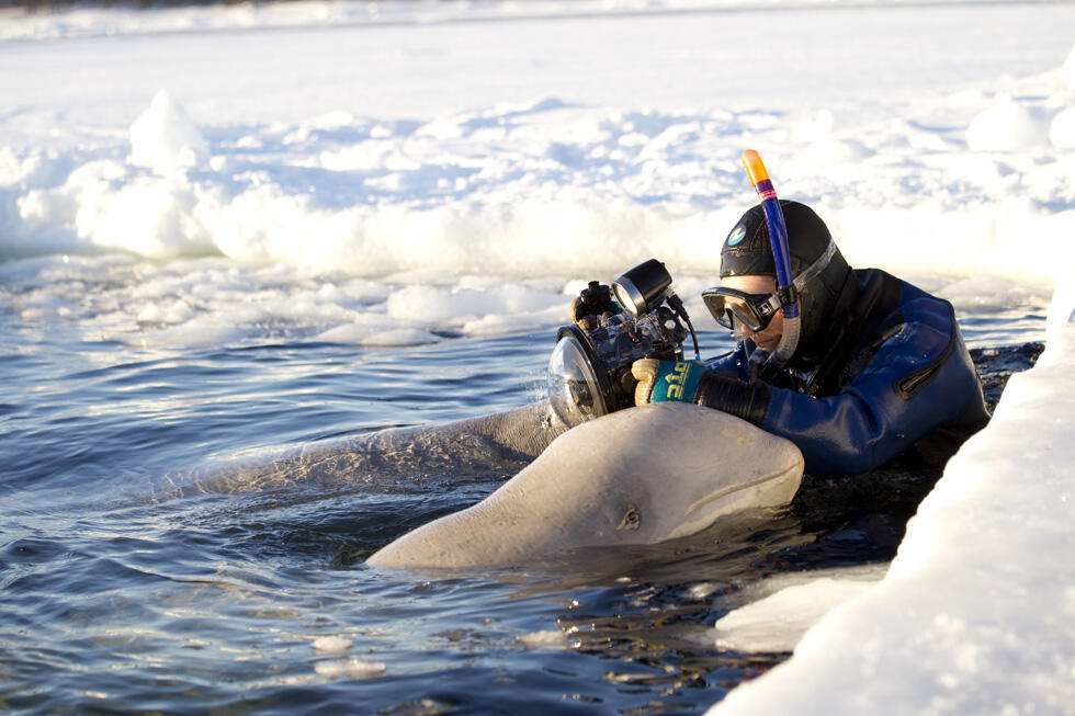 Поплавать с белуxами. Фото: Дафна Бен-Нун