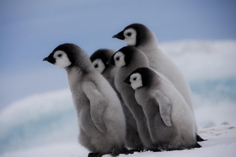 Пингвинята. Фото: Дафна Бен-Нун