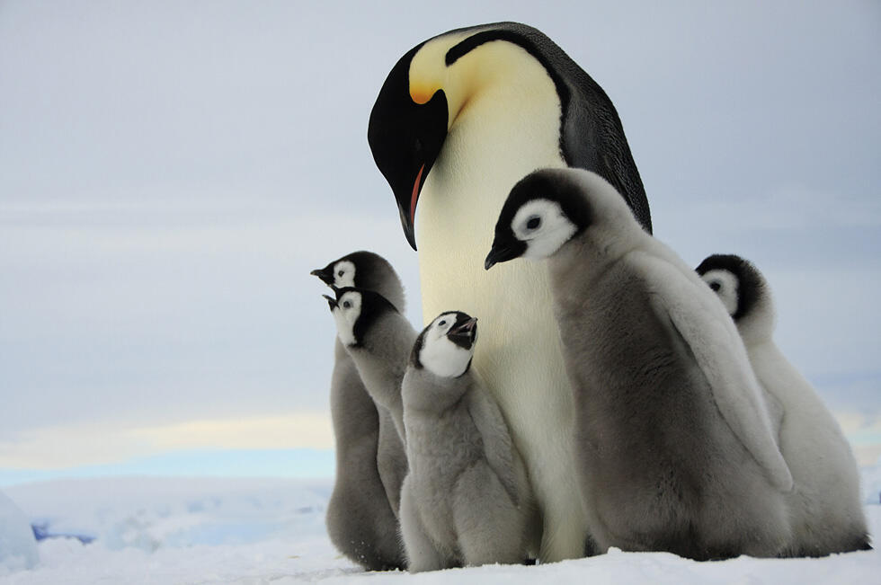 Королевские пингвины. Фото: Дафна Бен-Нун
