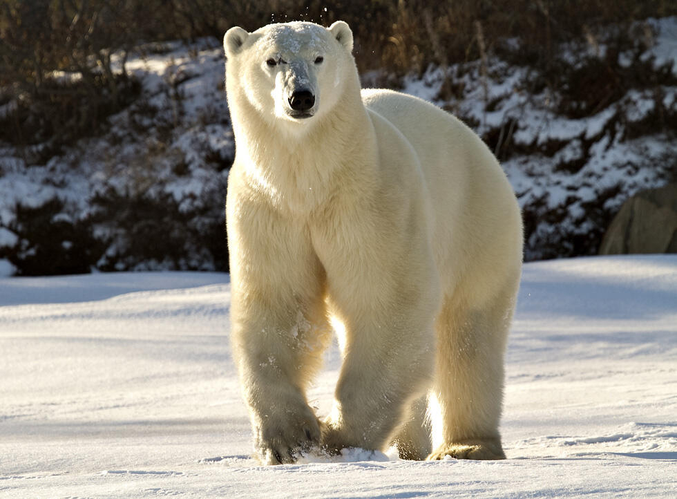 Канадский белый медведь. Фото: Дафна Бен-Нун
