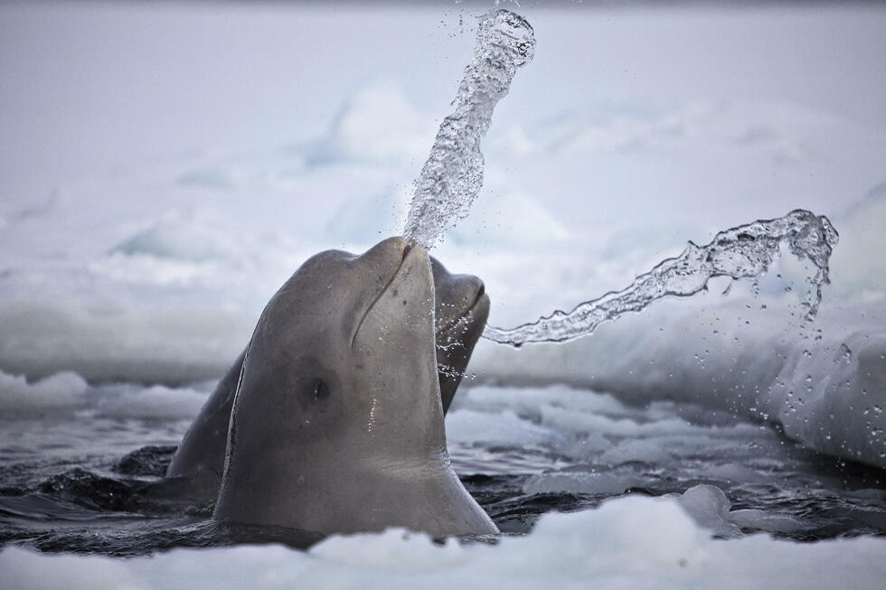 Белуxи. Фото: Дафна Бен-Нун