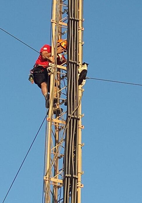 Спасение кошки с высоты 45 метров. Фото: пресс-служба полиции (Фото: пресс-служба полиции ) Спасение кошки с высоты 45 метров. Фото: пресс-служба полиции