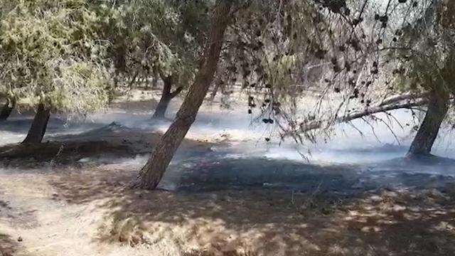 После пожара в лесу Симхони