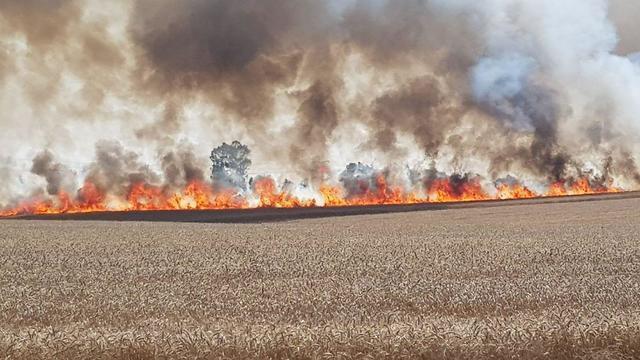 Пожар на пшеничном поле 