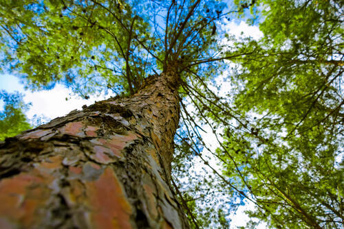 Лес Бен-Шемен. Фото: shutterstock