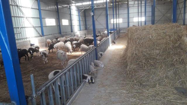 Украденные свитки Торы найдены в загоне для скота. Фото: пресс-служба полиции