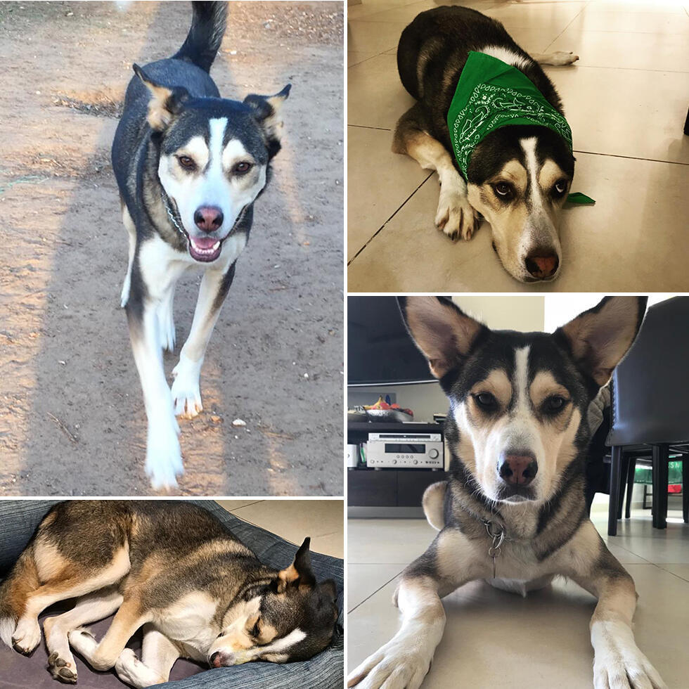 Фото: Ширан Грос (Фото предоставлено Ширан Грос) Фото: Ширан Грос