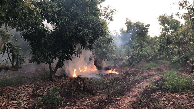 Пожар у кибуца Алумим. Фото: Рафи Бабиян
