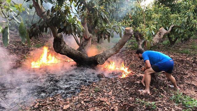 Fire at an avocado plantation