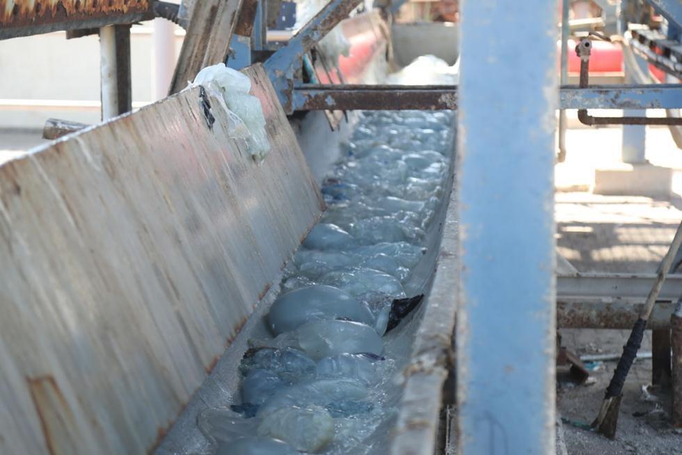 Скопление медуз на электростанции в Ашкелоне. Фото: Йоси Вайс, "Хеврат-xашмаль" (צילום: יוסי וייס, חברת החשמל) Скопление медуз на электростанции в Ашкелоне. Фото: Йоси Вайс, "Хеврат-xашмаль"