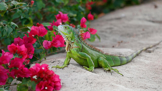 Популяция зеленых игуан во Флориде сильно увеличилась за последние годы. Фото: АР